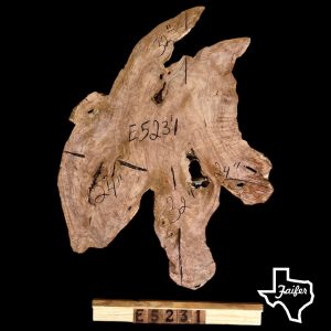 E5231 Mesquite Slab Burl