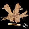 MR237 Mesquite Round